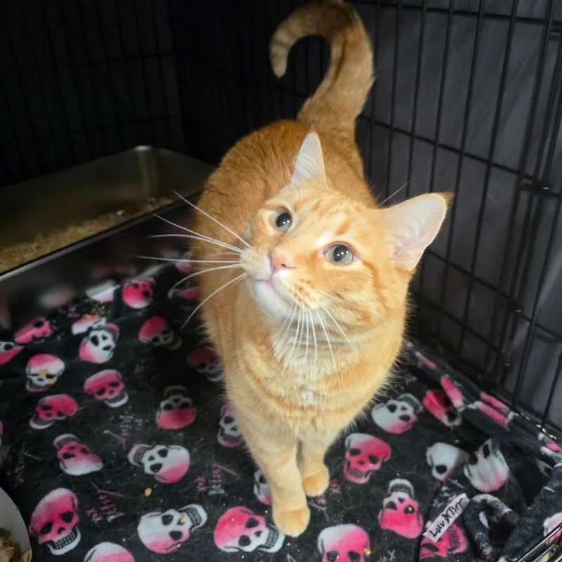 An adult large-sized male Orange / Red Domestic Short Hair cat named Creamsicle for adoption in Bismarck, ND