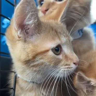 A baby small-sized female Orange / Red Domestic Short Hair cat named Nola for adoption in New Fairfield, CT