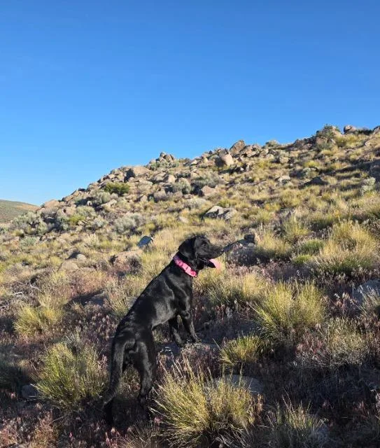 A young large-sized female Labrador Retriever dog named Roxi for adoption in Reno, NV