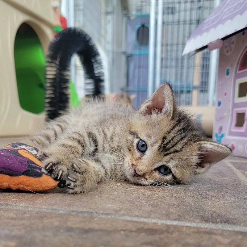A baby small-sized male Gray / Blue / Silver Domestic Short Hair cat named Mojito in Street for adoption in Alexandria, VA