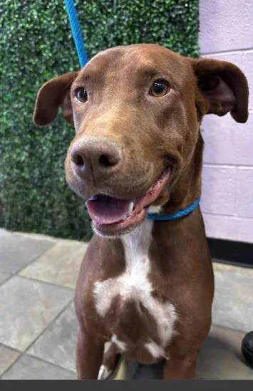A young large-sized female Brown / Chocolate Labrador Retriever dog named 61003985 for adoption in El Paso, TX