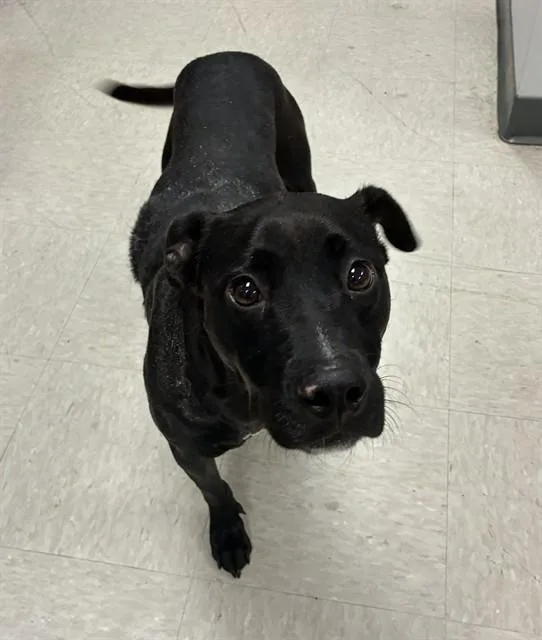 A young small-sized female Labrador Retriever dog named Dorothy for adoption in Olivette, MO