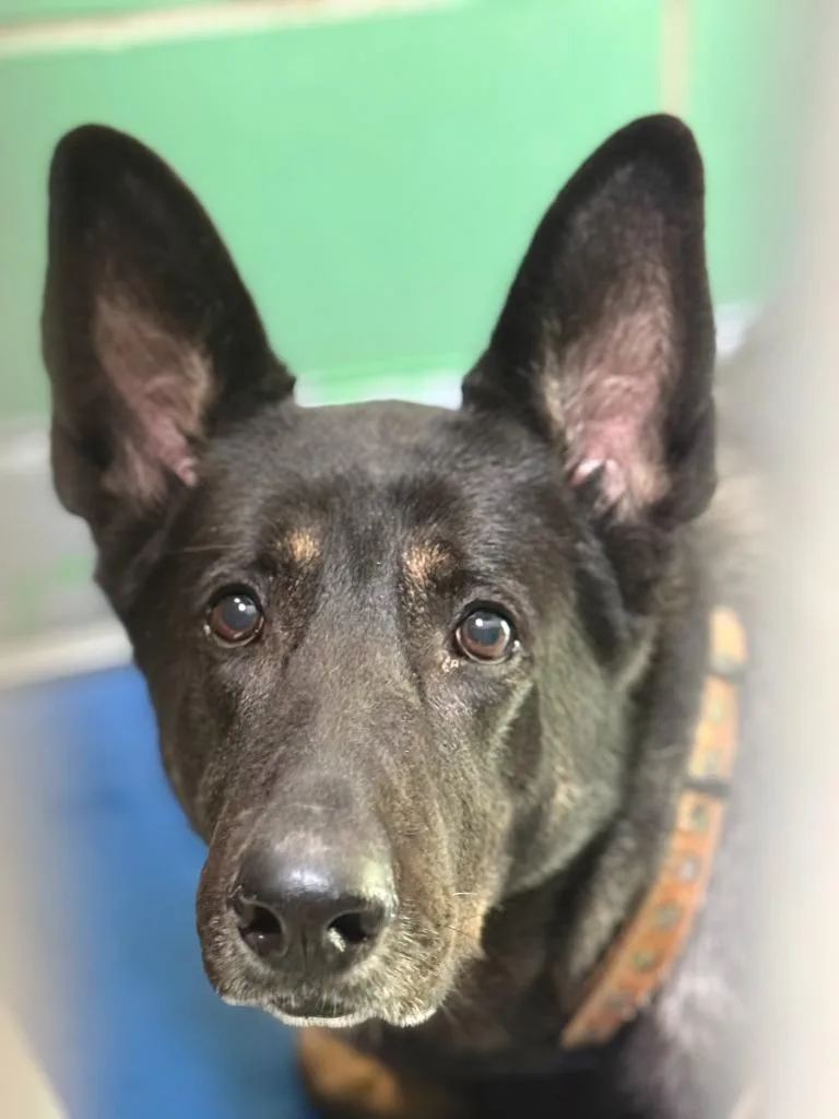 An adult medium-sized female German Shepherd Dog dog named Maya for adoption in Pomona, NY