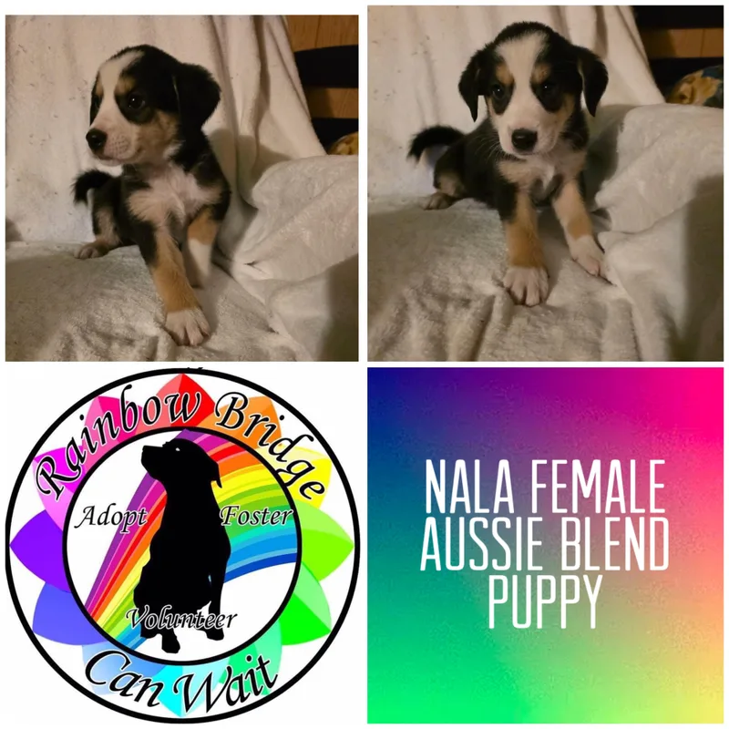 Nala