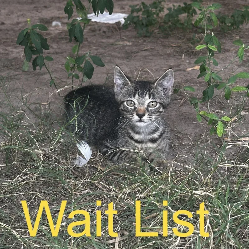 A baby small-sized male Gray / Blue / Silver Domestic Short Hair cat named Scooby for adoption in Livingston, TX