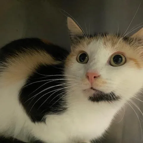 An adult medium-sized female Orange / Red Domestic Short Hair cat named Poppy for adoption in Dayton, OH
