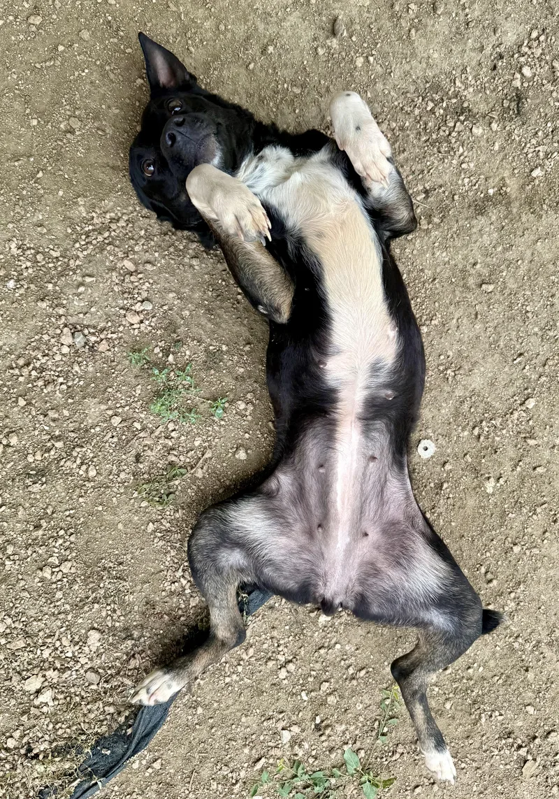 A young medium-sized female Australian Cattle Dog / Blue Heeler dog named Lulu for adoption in Elkhorn, WI