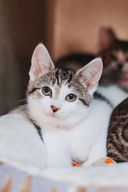 A young small-sized female Domestic Short Hair cat named A Miss Hissypetsmart James for adoption in North Charleston, SC