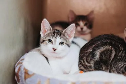 A Miss Hissypetsmart James thumbnail 2