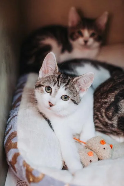 A Miss Hissypetsmart James thumbnail 3