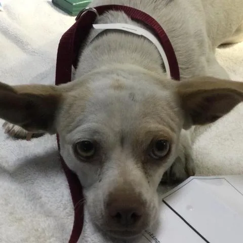 An adult small-sized female Chihuahua dog named Sugar for adoption in Riverside, CA