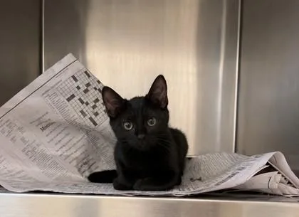 A baby small-sized male American Shorthair cat named Palmier for adoption in North Richland Hills, TX