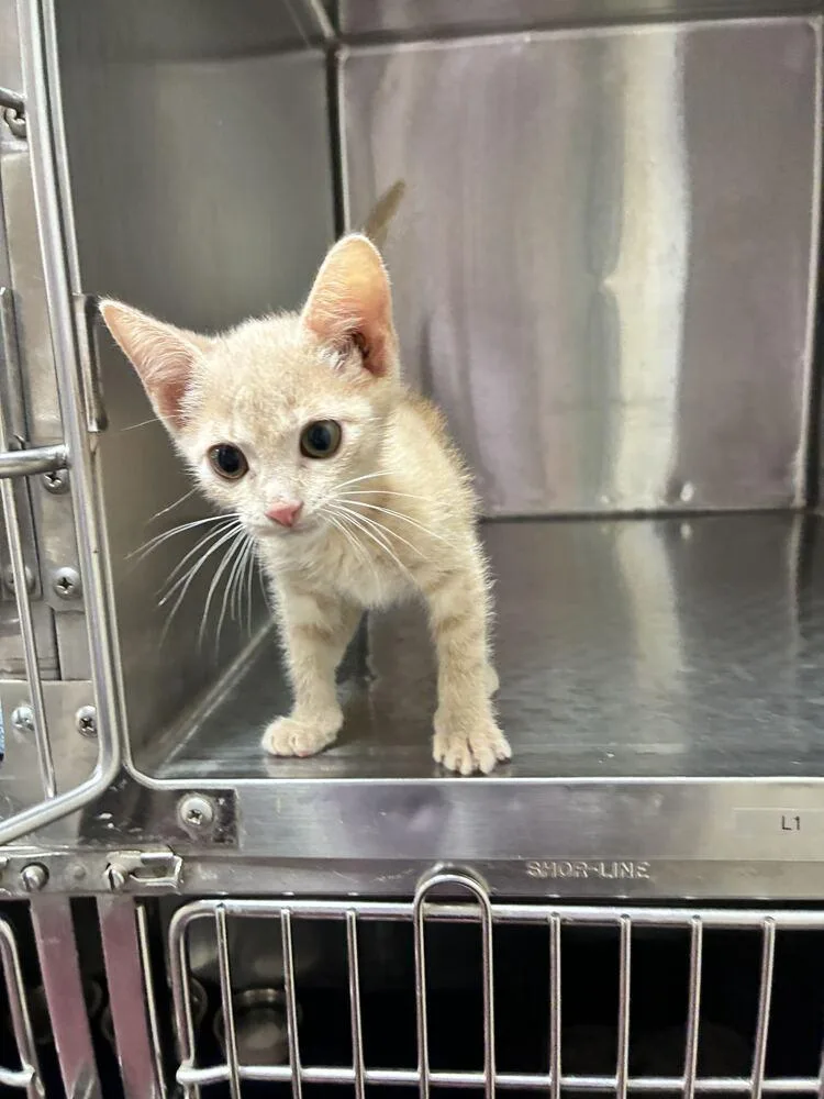 A baby small-sized female Domestic Short Hair cat named Spice for adoption in Marietta, GA
