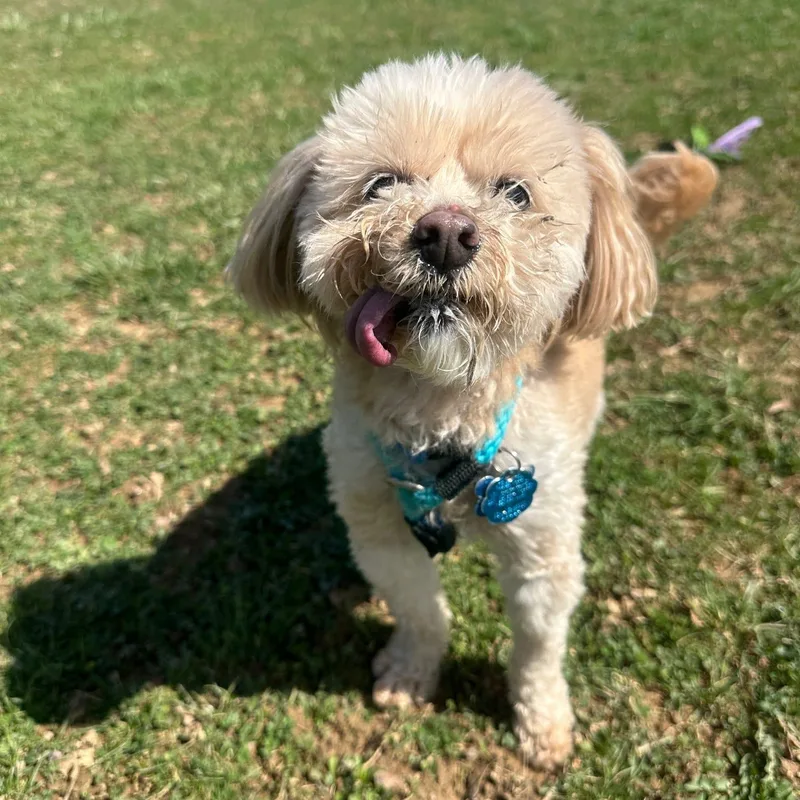 A senior small-sized male Golden Miniature Poodle dog named Jake for adoption in Philadelphia, PA