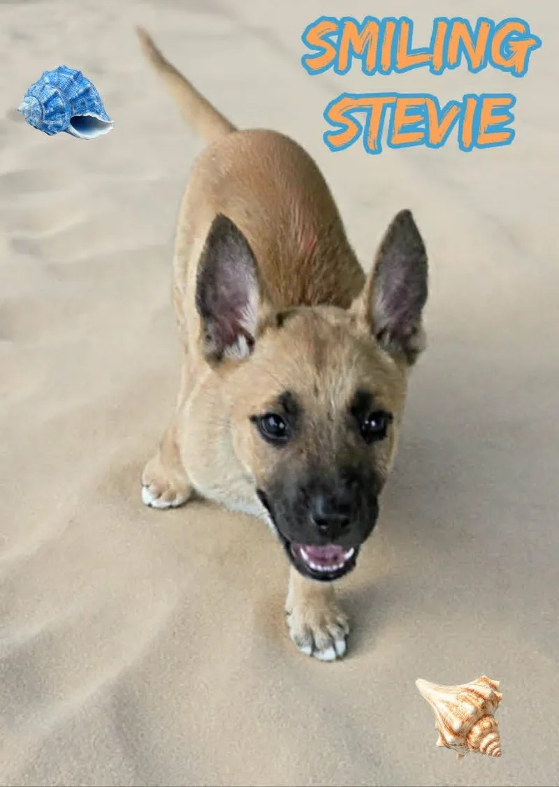 Stevie thumbnail 2