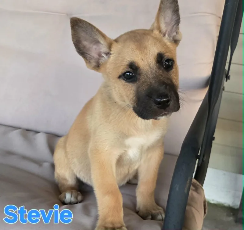 Stevie thumbnail 3
