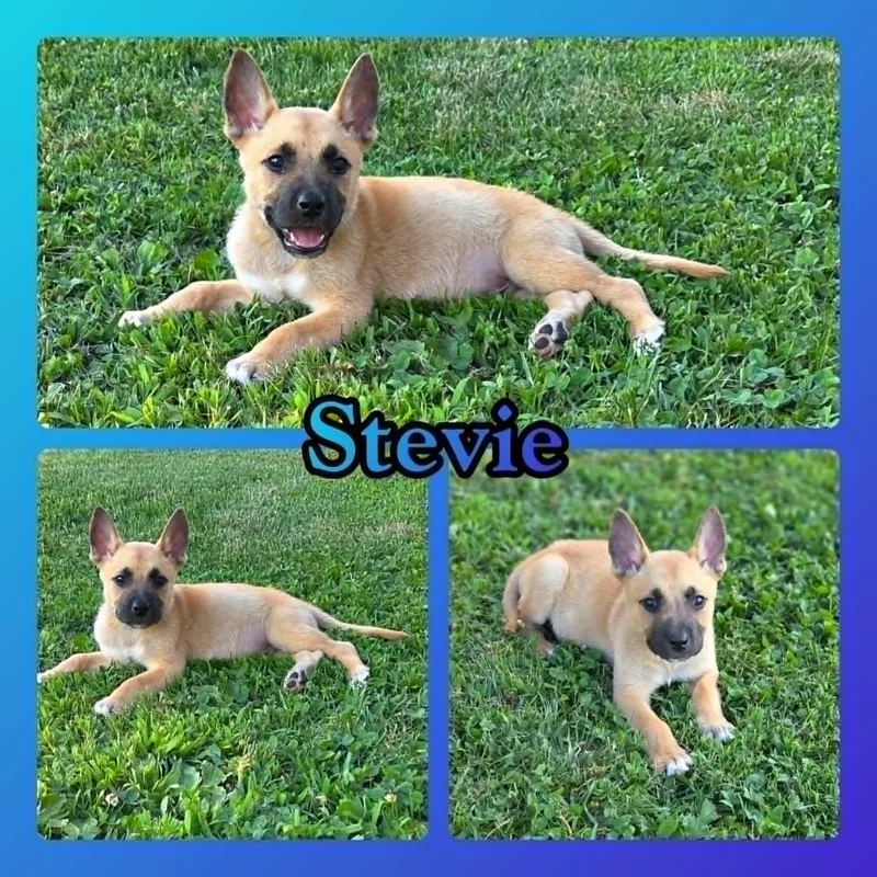 Stevie thumbnail 5