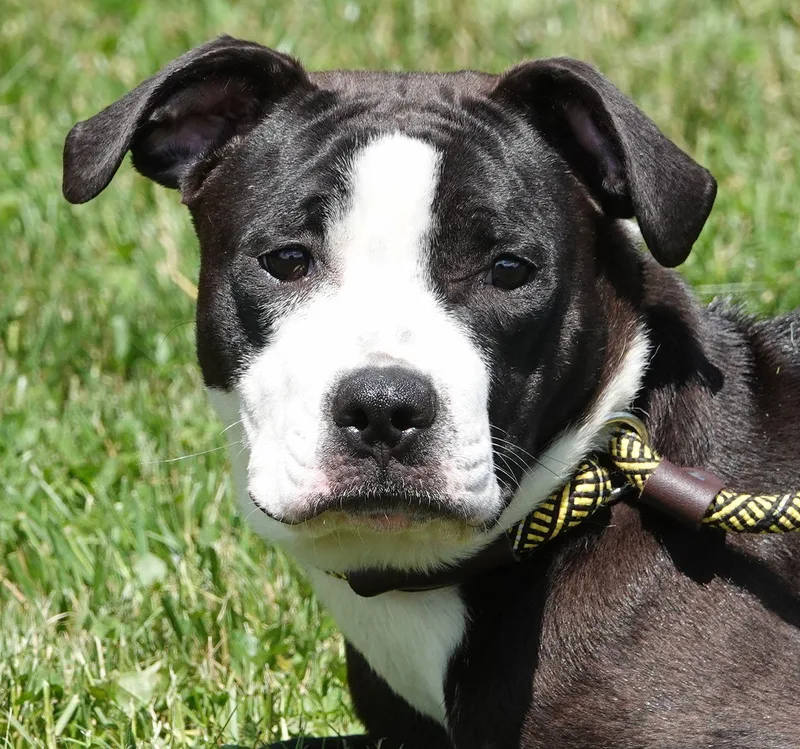 A young medium-sized female Black Boxer dog named Jasmine for adoption in Millfield, OH