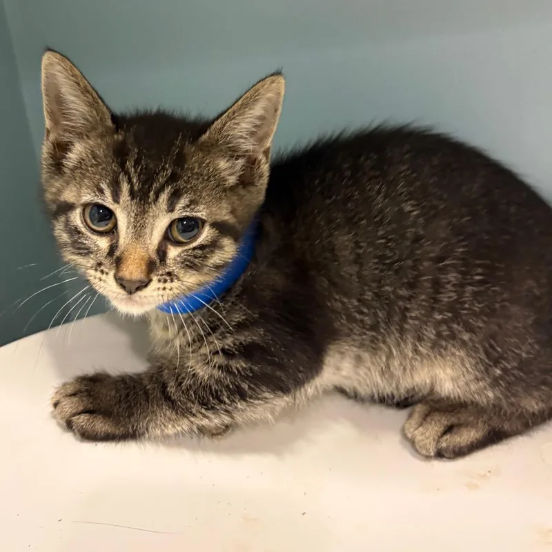 A baby small-sized male Buff / Tan / Fawn Domestic Short Hair cat named Chungus for adoption in Chattanooga, TN
