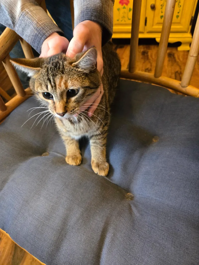 A young small-sized female Domestic Short Hair cat named Wendy for adoption in Twin Falls, ID