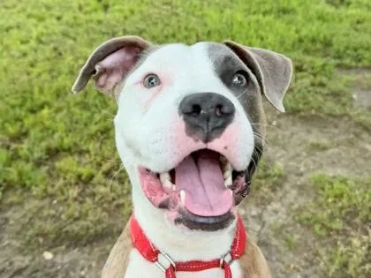 A young medium-sized male Brindle Mixed Breed dog named Tin Soldier for adoption in Georgetown, TX