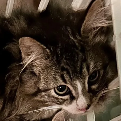 A young medium-sized male Black Domestic Long Hair cat named Leonidas for adoption in Othello, WA