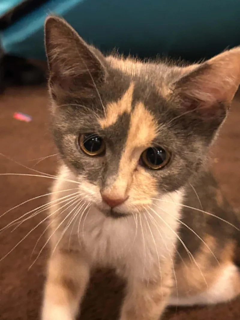 A baby medium-sized female Dilute Calico Domestic Short Hair cat named Stella for adoption in Wading River, NY