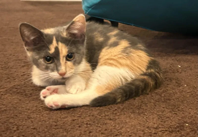 Stella thumbnail 3