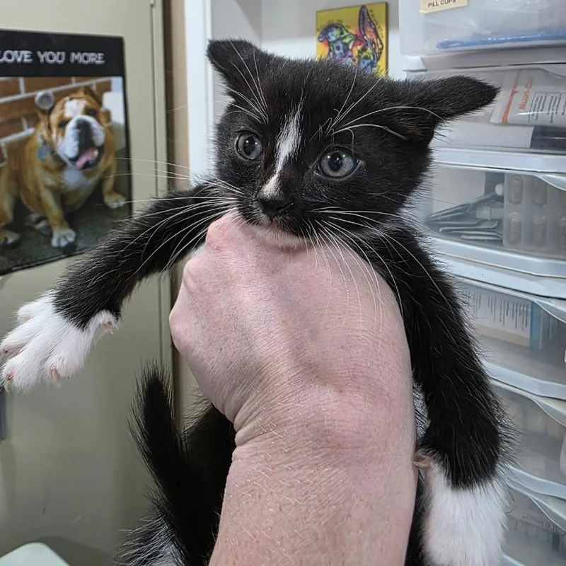 A baby small-sized male Domestic Short Hair cat named Melvin for adoption in Amarillo, TX