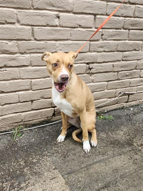 A young large-sized female American Staffordshire Terrier dog named Fendi for adoption in San Antonio, TX