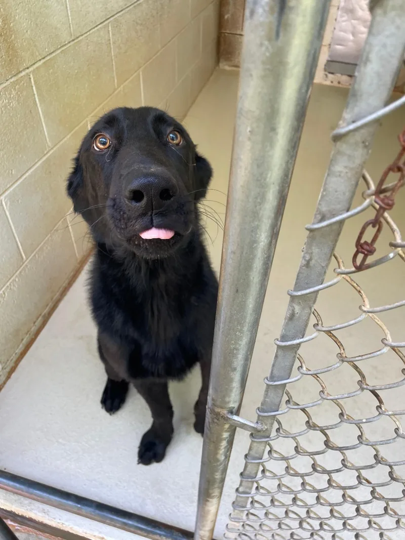 A young medium-sized male Black Flat-Coated Retriever dog named Riggs for adoption in Sautee Nacoochee, GA