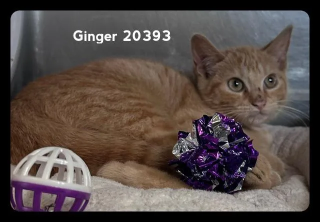 A baby medium-sized female Tabby (Orange / Red) Domestic Short Hair cat named Ginger for adoption in Marietta, GA