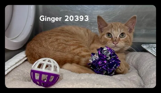 Ginger thumbnail 2