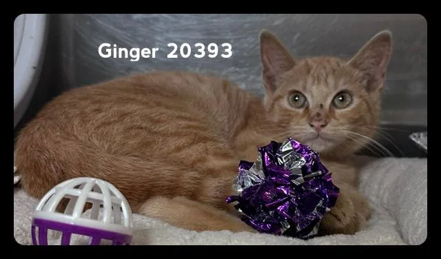Ginger thumbnail 3