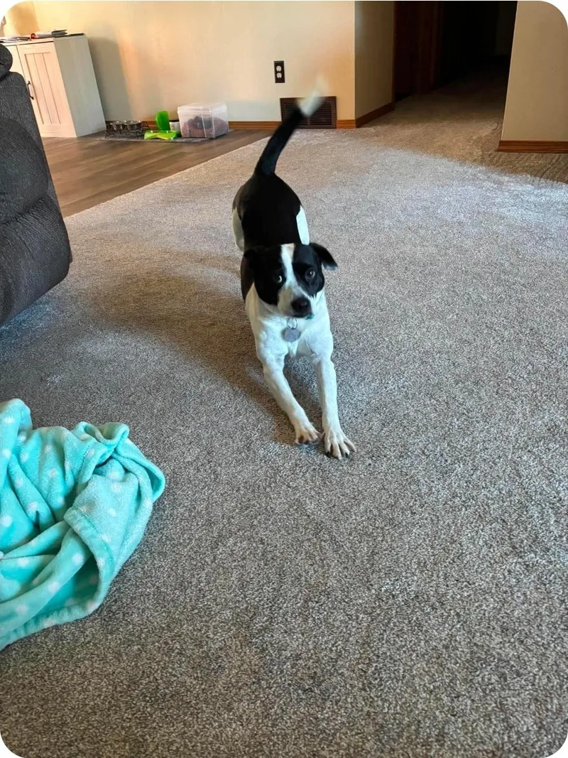 An adult medium-sized male Black Mixed Breed dog named Smokey Boy for adoption in De Pere, WI