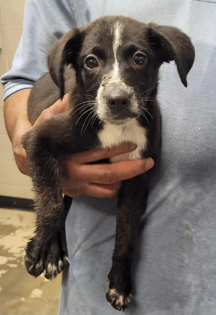 A baby small-sized female Labrador Retriever dog named Sydney for adoption in Hopkinsville, KY