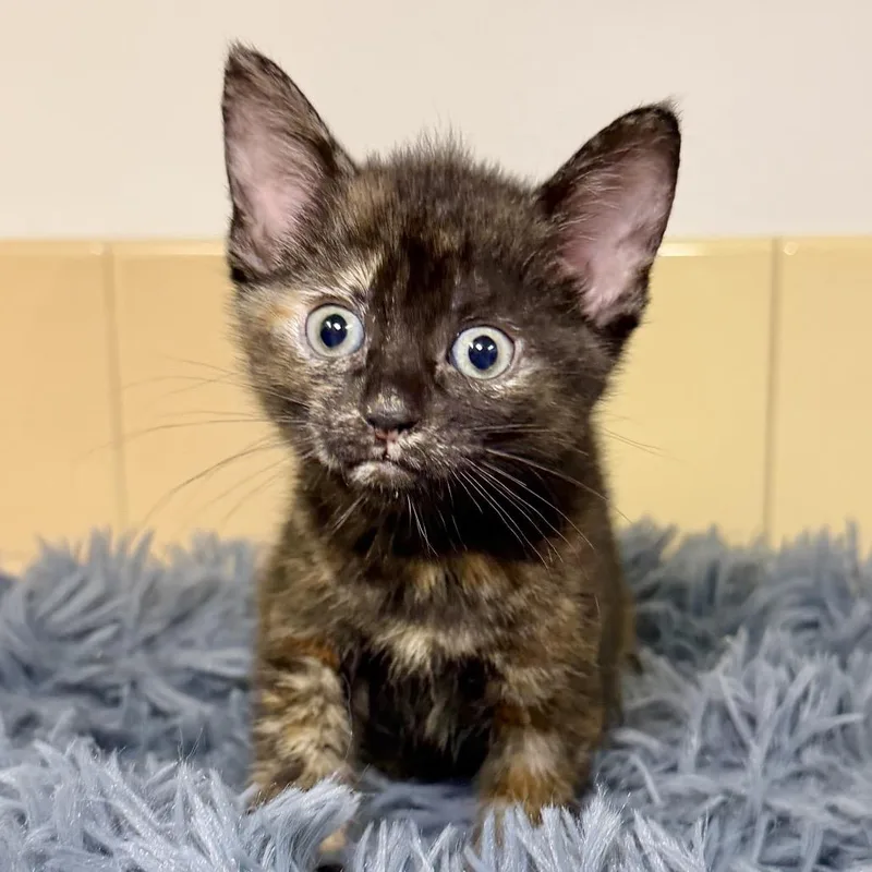 A baby small-sized female Black Domestic Short Hair cat named Burns for adoption in East Hampton, NY