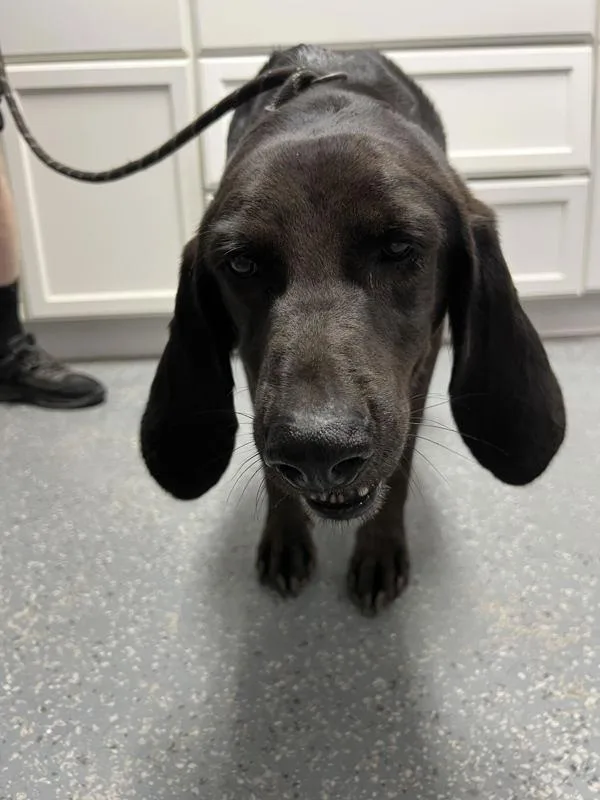 A young large-sized female Labrador Retriever dog named Leaper for adoption in Morristown, TN