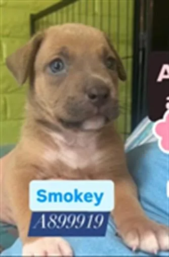 A baby small-sized male Labrador Retriever dog named Smokey for adoption in Tucson, AZ