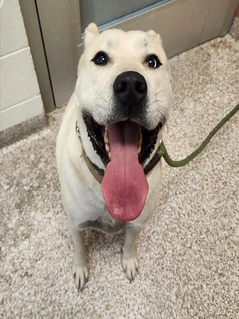A young large-sized male Siberian Husky dog named Kirkland for adoption in Pueblo, CO