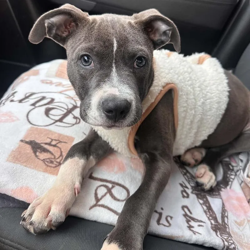 A baby large-sized male Pit Bull Terrier dog named Murph for adoption in Levittown, NY