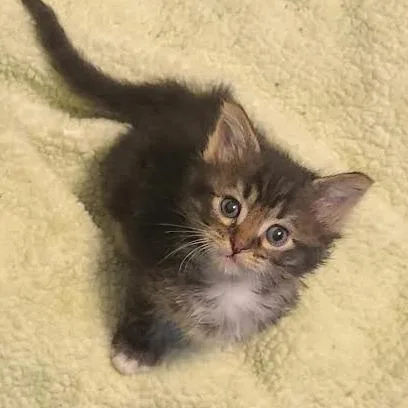 A baby small-sized male Domestic Short Hair cat named Radio Shack for adoption in Eureka Springs, AR