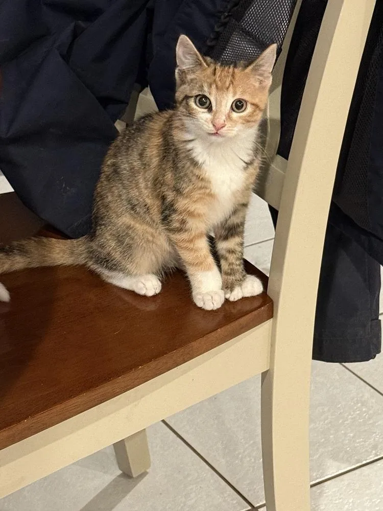 A baby small-sized female Domestic Short Hair cat named Mint Julep for adoption in Bolton, CT