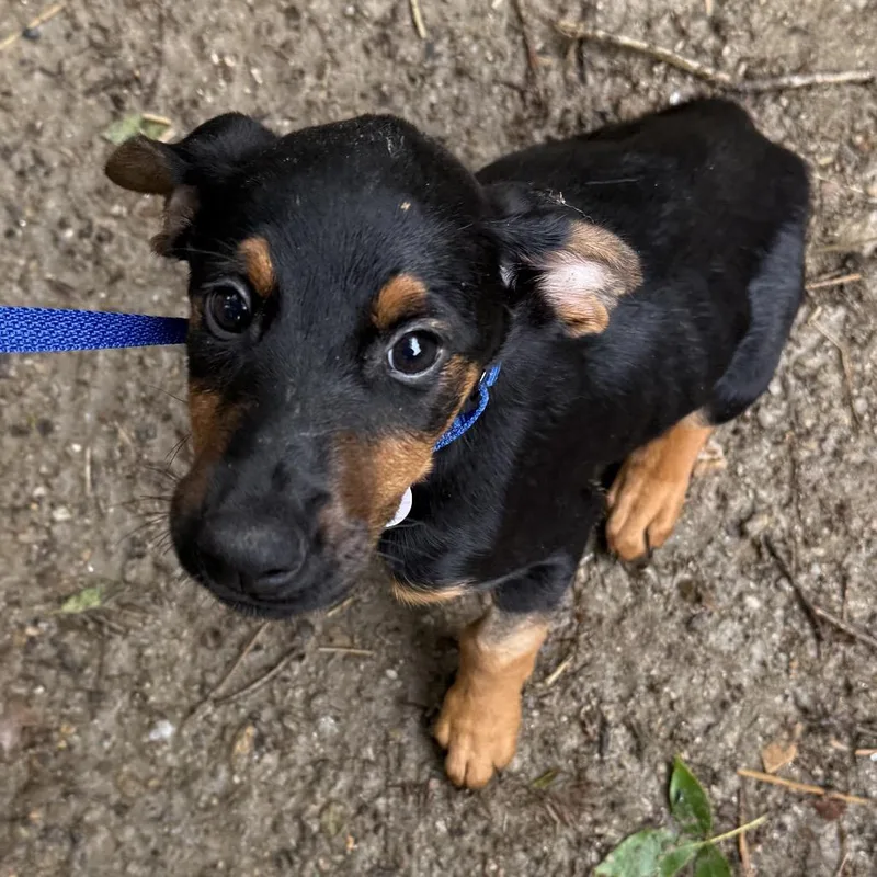 A baby medium-sized male Black Doberman Pinscher dog named Preston for adoption in West Chester, PA