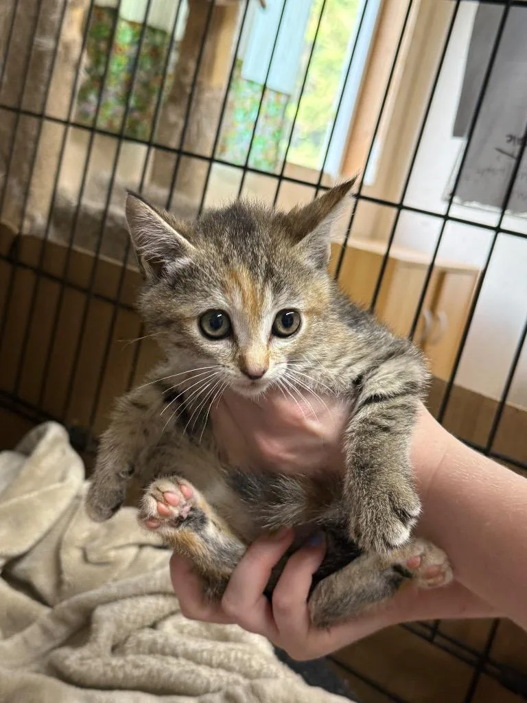 A baby large-sized female Domestic Short Hair cat named Artisan K for adoption in Sherwood, OR