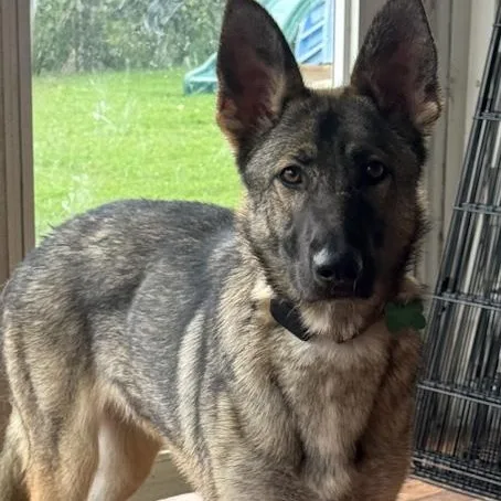 A young large-sized female German Shepherd Dog dog named Nova for adoption in Toledo, OH