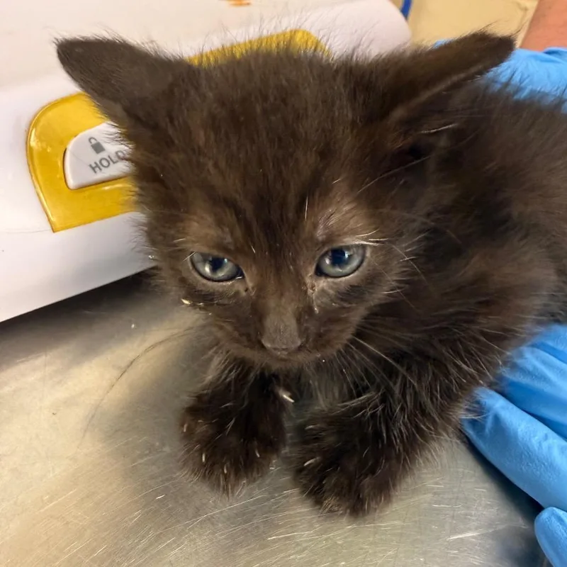 A baby small-sized female Black Domestic Short Hair cat named Shale for adoption in Troy, VA