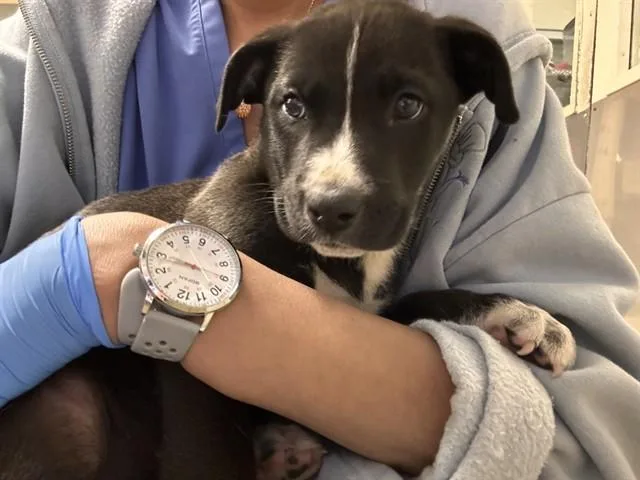 A baby small-sized male Pit Bull Terrier dog named Dunkin for adoption in Riverside, CA
