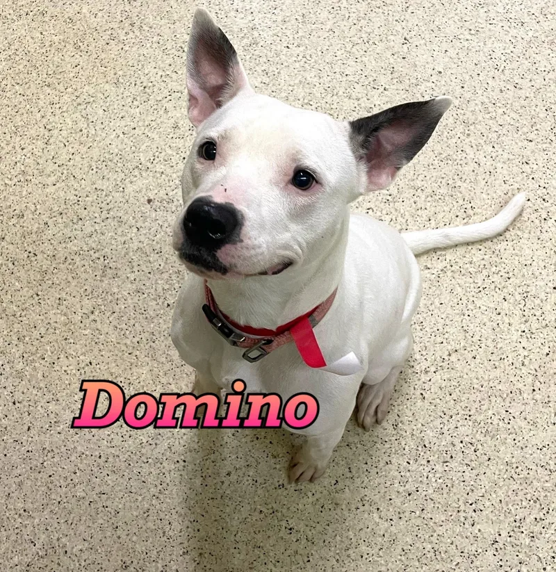 A young medium-sized female Terrier dog named Domino for adoption in Muncie, IN