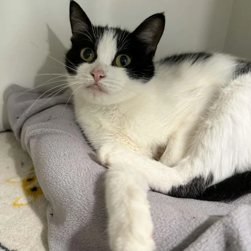 An adult medium-sized female Domestic Short Hair cat named Makita for adoption in Penn Yan, NY